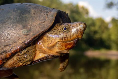 Razor-backed Musk Turtle – Reptiles and Amphibians of Mississippi