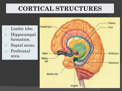 PPT - Thalamus & Limbic System PowerPoint Presentation, free download - ID:8738403