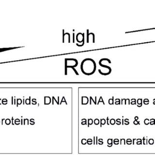 Effect of ROS on tumor microenvironment. | Download Scientific Diagram