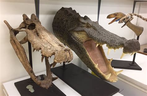 The skull and reconstruction of Kaprosuchus, the Boar Croc. This ...