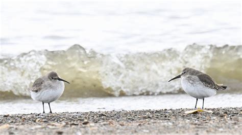 More Dunlin! - Birding, PI