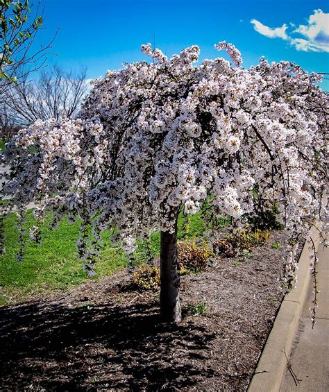 Pin by Lindsey Street on Nature in 2020 | Weeping cherry tree, Small weeping trees, Weeping trees