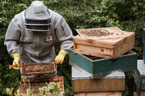 Unrecognizable beekeeper harvesting honey in backyard · Free Stock Photo