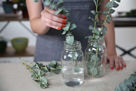 How to Grow Eucalyptus | Eucalyptus plant indoor, Dry plants, Trees to ...