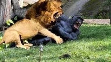 Lion vs Gorilla Fight - Wild Animals Attack - YouTube