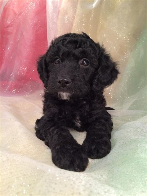 Black Goldendoodle Puppies Iowa : Goldendoodles United States Wild Paw ...