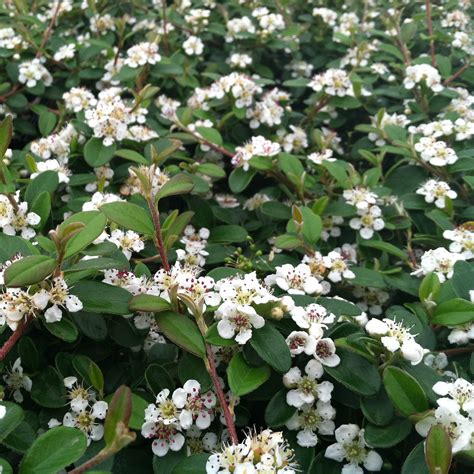 Photo #75102 | Cotoneaster dammeri 'Lowfast' | plant lust