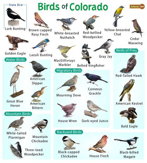 List of the Common Birds Found in Colorado – Facts with Pictures