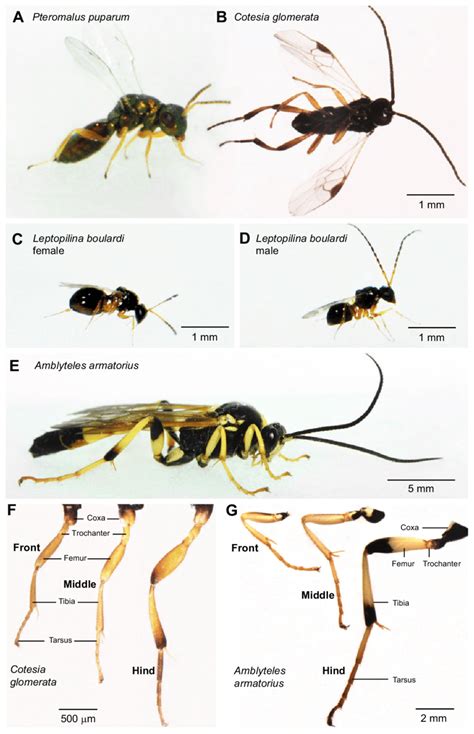 Body and leg structure of four species of parasitoid wasps. (A-E)... | Download Scientific Diagram