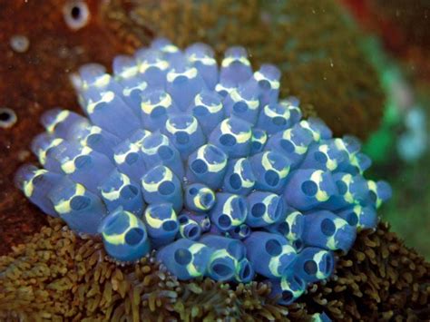 Sea squirt | Tunicate, Filter Feeding & Reproduction | Britannica