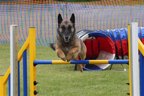 My Malinois & Friends: Boot Camp Agility Week