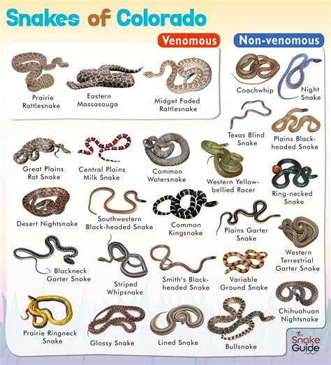 List of Common Venomous and Non-venomous Snakes in Colorado with Pictures