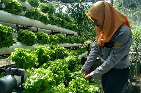 Lanjutan (Ekstensi) D3 ke S1 Agroteknologi Di Yogyakarta | Kelas ...