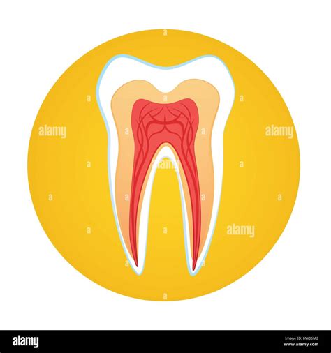Tooth Medical Care World Health Day Healthy Banner Stock Vector Image & Art - Alamy