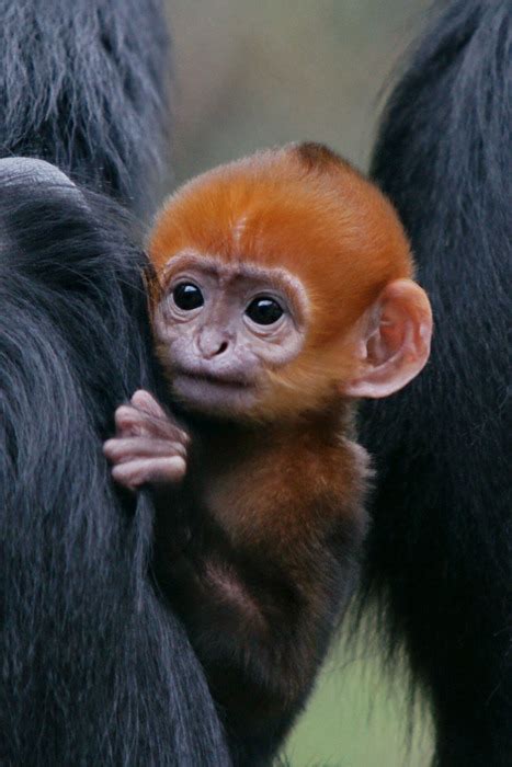 cute monkey on Tumblr