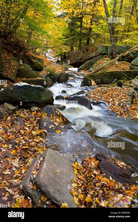 Grindstone Creek in fall, Niagara Escarpment, Bruce Trail, Hamilton Stock Photo, Royalty Free ...