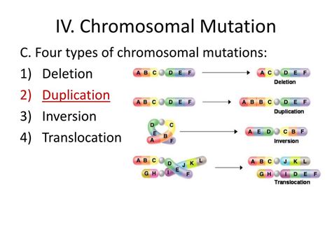 PPT - Karyotype and Chromosomal Mutation Notes PowerPoint Presentation - ID:6359809