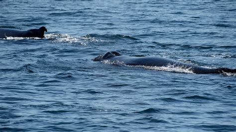 Scientists puzzled by killer whale boat attacks off Spain - YouTube