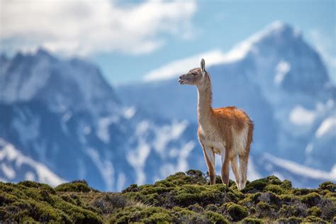 Guanaco on a ridge in The Andes (Explore #112) | A Guanaco s… | Flickr