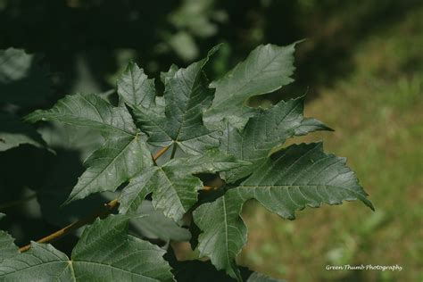 PEI Invasive Species Council - Sycamore Maple