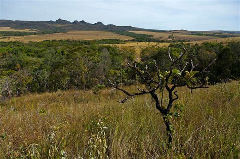 The Cerrado: South America's Mosaic of Biodiversity | LAC Geo