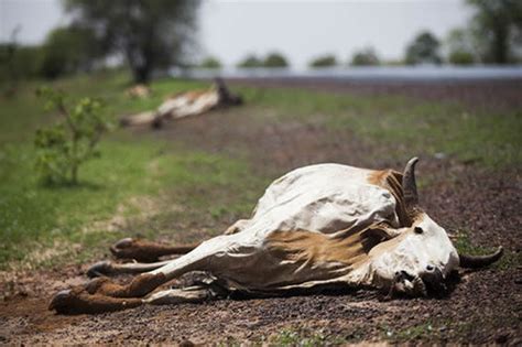 Discover the Impact of Climate Change on Wildlife: Protecting Endangered Species - Tikdiscover