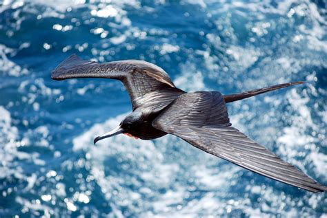 Nonstop Flight: How The Frigatebird Can Soar For Weeks Without Stopping : The Two-Way : NPR