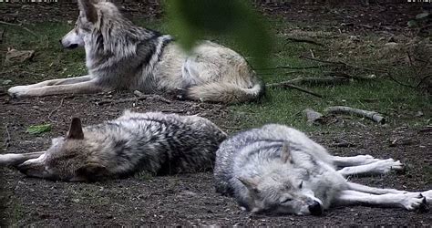 Wolf Conservation Center on Twitter