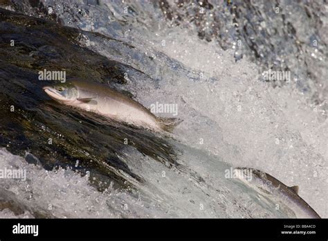 Salmon Jumping Alaska High Resolution Stock Photography and Images - Alamy