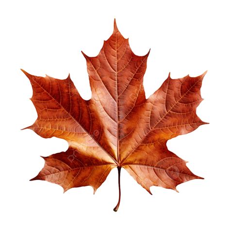 Maple Leaf Autumn Red Illustration, Maple Leaf, Autumn, Fallen Leaves ...