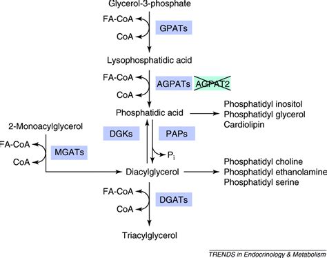 Glycerol 3-Phosphate Acyltransferase; Acyl CoA Sn Glycerol 3 Phosphate ...