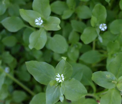 Broadleaf Weeds | Home & Garden Information Center