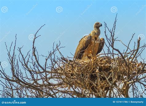 Vulture Nest Stock Images - Download 268 Royalty Free Photos