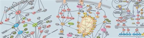 Pathways and Diagrams | Cell Signaling Technology