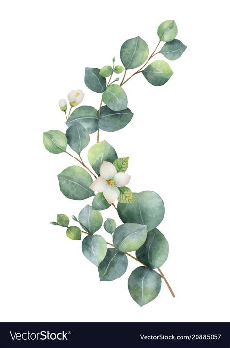 Watercolor wreath with green eucalyptus Royalty Free Vector | Hojas de acuarela, Laminas para ...