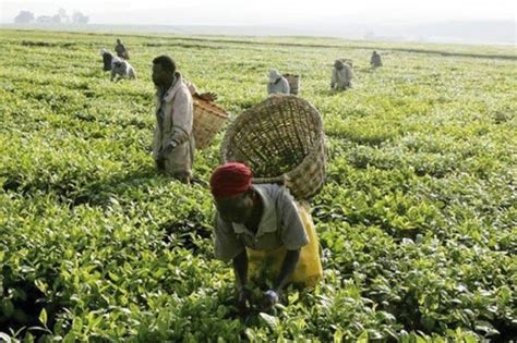 Importance of Agriculture towards the Development of Nigeria Economy | Agriculture, Livestock Fa ...