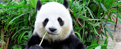 Researchers Explain Why Pandas Are Of Two Different Colors And The ...