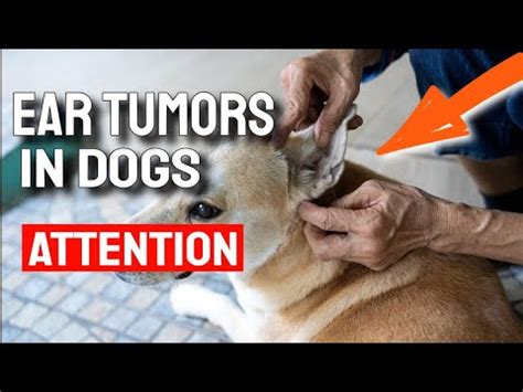 Dogs' Ear Tumors: Signs, Diagnosis, and Treatment [Upd. 2 days ago]