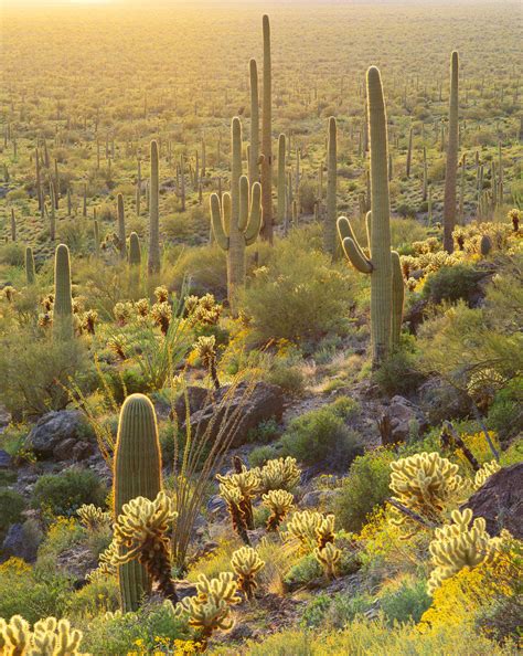 Desert Plants in Sonoran Desert posters & prints by Corbis