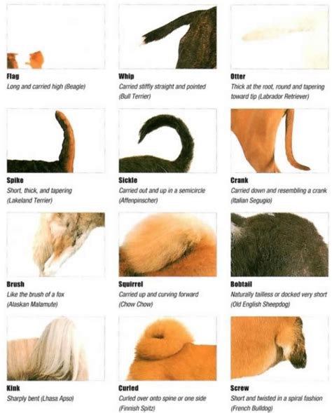 Terminology - Dog Breed Handbook