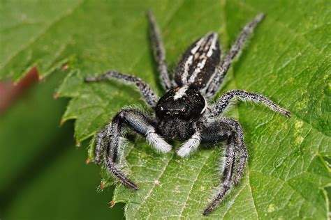 File:Jumping spider nov07.jpg