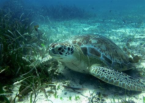 Belize Snorkeling Tours | Dive into Belize's Underwater Beauty