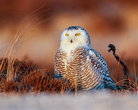 Snowy owls’ winter arrival is highly anticipated in Michigan