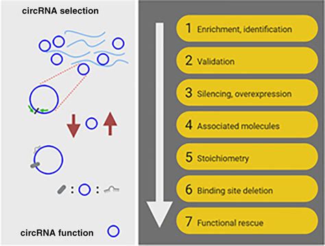 Practical guide for circular RNA analysis: Steps, tips, and resources - Tsitsipatis - 2021 ...