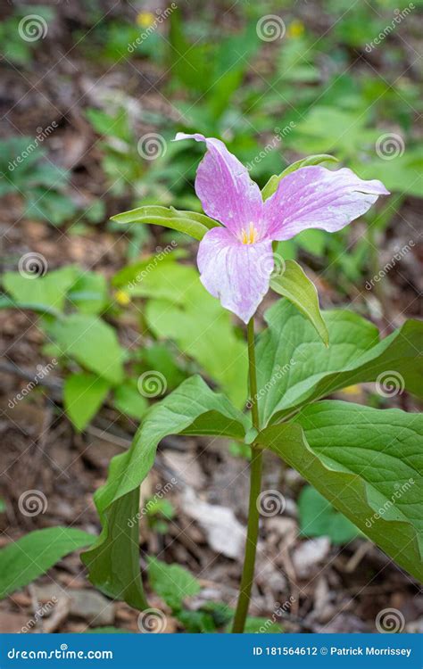 Appalachian Mountain Wildflowers in Spring Stock Photo - Image of ...