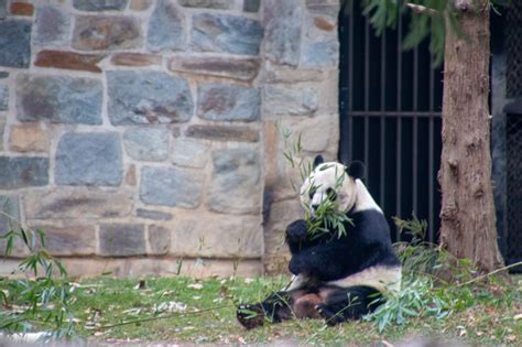 National Zoo Washington DC | National zoo washington dc, Dc zoo ...