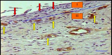 [PDF] The periosteum. Part 1: Anatomy, histology and molecular biology. | Semantic Scholar