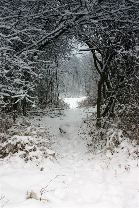 Winter Forest Free Photo Download | FreeImages