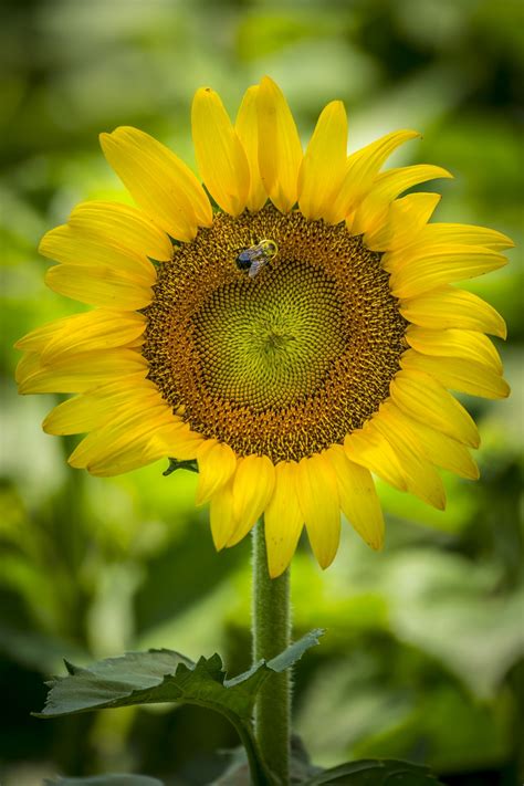 Bright Yellow Sunflower Free Stock Photo - Public Domain Pictures