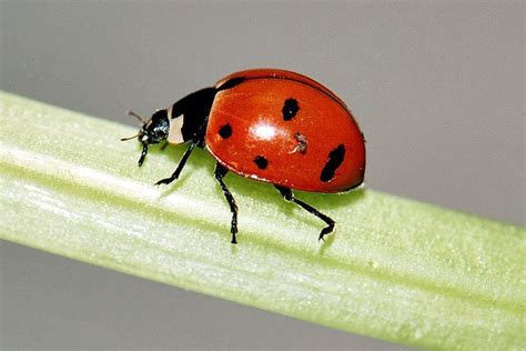 New York state insect found in the state for the first time in decades - syracuse.com